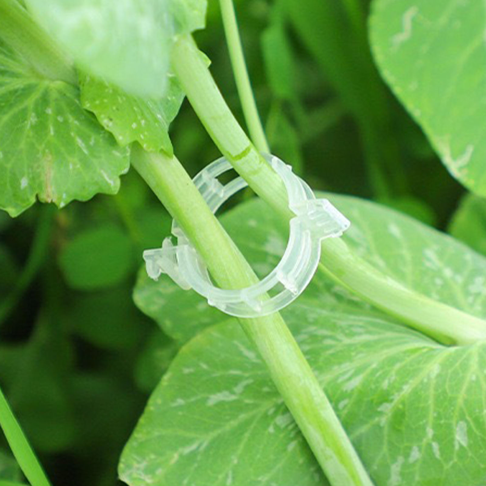 Secured Plastic Plant Clip for - Vine Climbing Plastic recension och pris